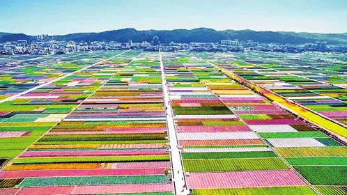 玉溪蔬菜出口备案基地达23.6万亩，盐城农产品出口迎来新机遇