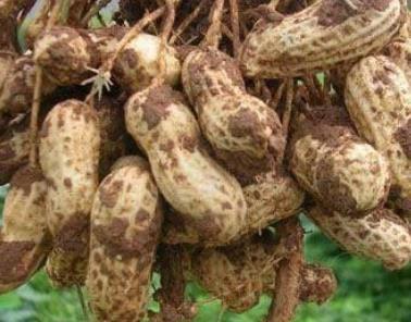 盐城滨海界牌小花生 香飘四海的绿色珍宝