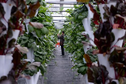 江西乐平打造赣东北最大蔬菜农产品集散地，助力盐城农产品高效流通