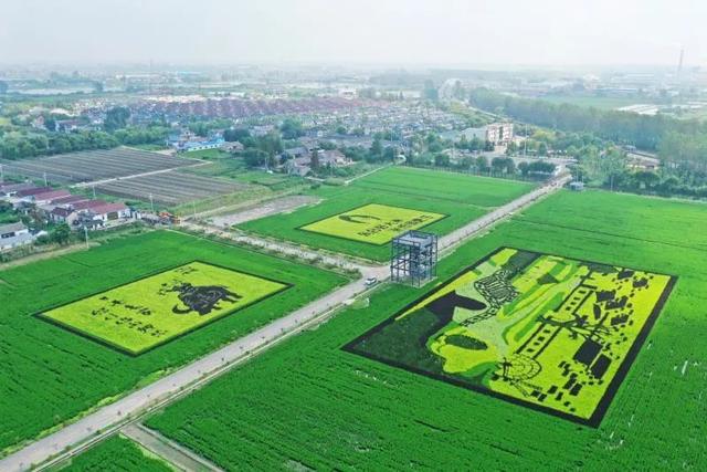 盐城探路农业现代化 长三角农业大市的“大招”与“鲜味”