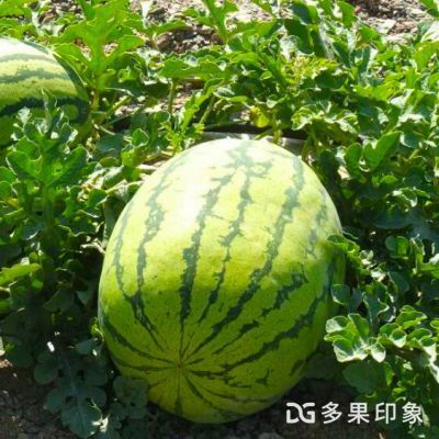 盐城馆 打造特色农产品品牌矩阵，引领健康生活新潮流